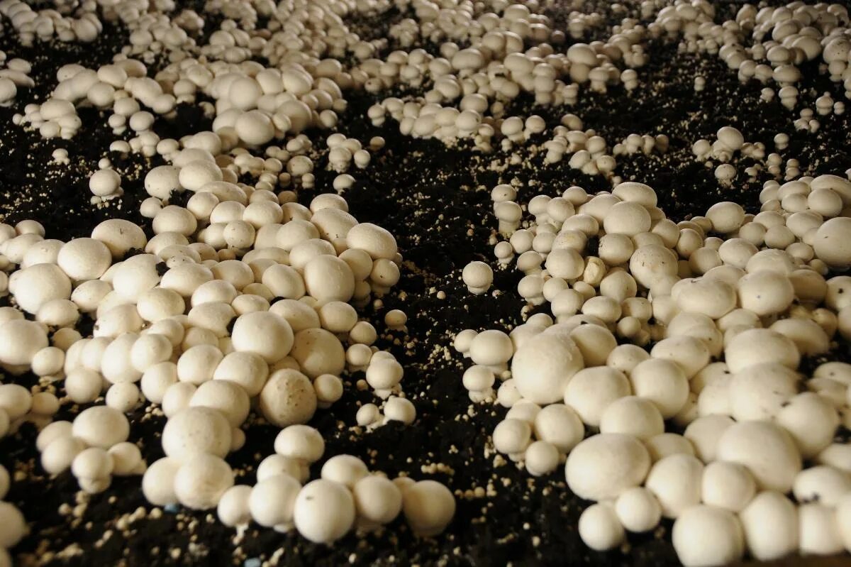 Почему шампиньоны можно выращивать на искусственных средах. Грибница шампиньонов. Шампиньоны культивируемые. Мицелий гриб шампинион. Культивируемые грибы шампиньоны.