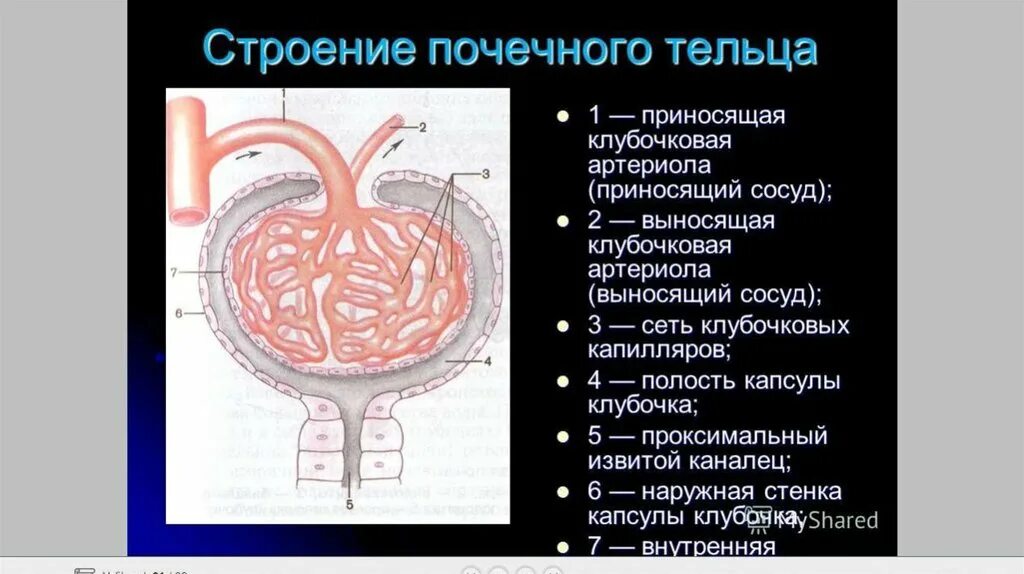 Строение почек микростроение. Строение клубочка почки. Приносящая клубочковая артериола. Система кровоснабжения почки. Строение почечных телец.