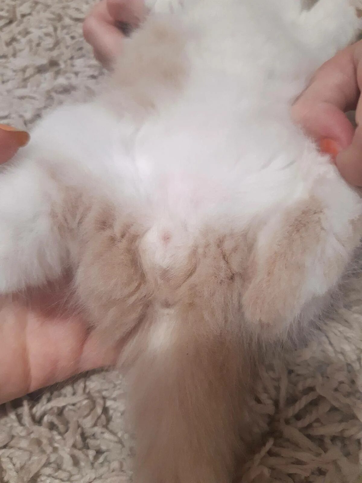 Котята мальчики и девочки как определить