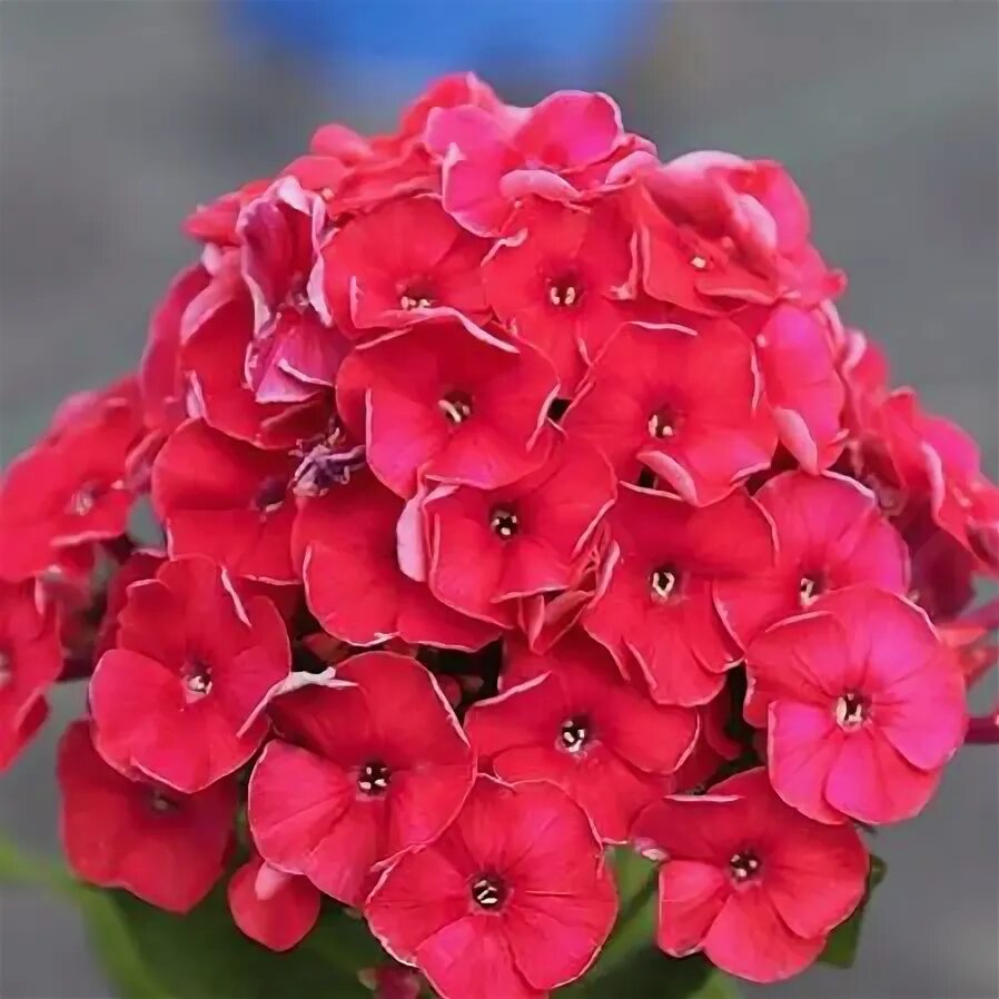 Флокс ред райдинг. Phlox paniculata red riding hood. Флокс метельчатый ред. Флокс метельчатый ред. Флокс ред райдинг.