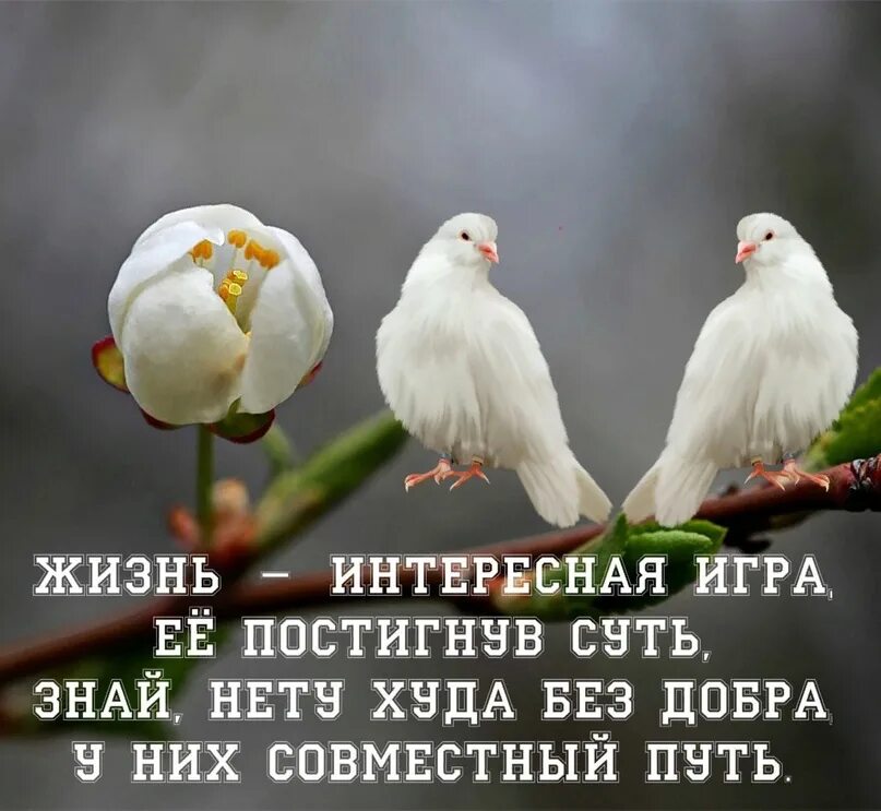 Что нет худа без добра. Поговорка нет худа без добра. нет худо без добра картинки. цитаты нет худа без добра. поговорка нету худа без длбра.
