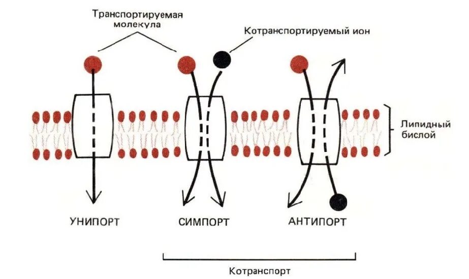 Схема пассивного транспорта через мембрану. Пассивный и активный транспорт ионов через биологическую мембрану. Механизмы транспорта веществ через клеточную мембрану. Схема пассивного и активного транспорта. Мембранный транспорт пассивный активный облегченный.