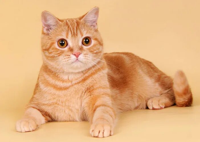 Шотландский кот страйт рыжий. Шотландская кошка прямоухая рыжая. Скоттиш страйт кот рыжий. Скоттиш страйт кот рыжий. Скоттиш-страйт (шотландская прямоухая) рыжая.