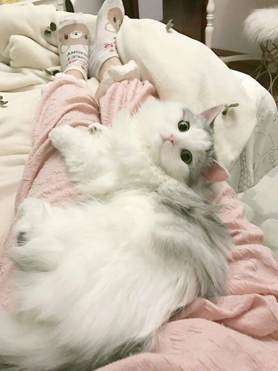Пушистая кошка. Коты фото эстетика. Эстетика кошек в одежде. Милый котик эстетика. Коты эстетика.