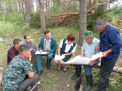 Посадское лесничество