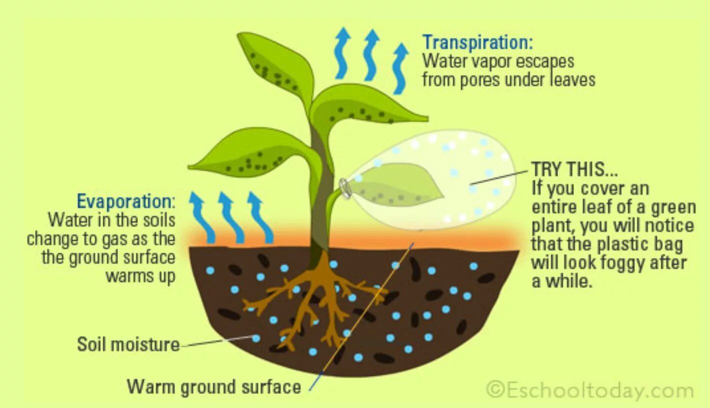 Кутикулярная транспирация. Транспирация у растений. Транспирация – процесс испарения воды листьями.. Схема транспирации растений.