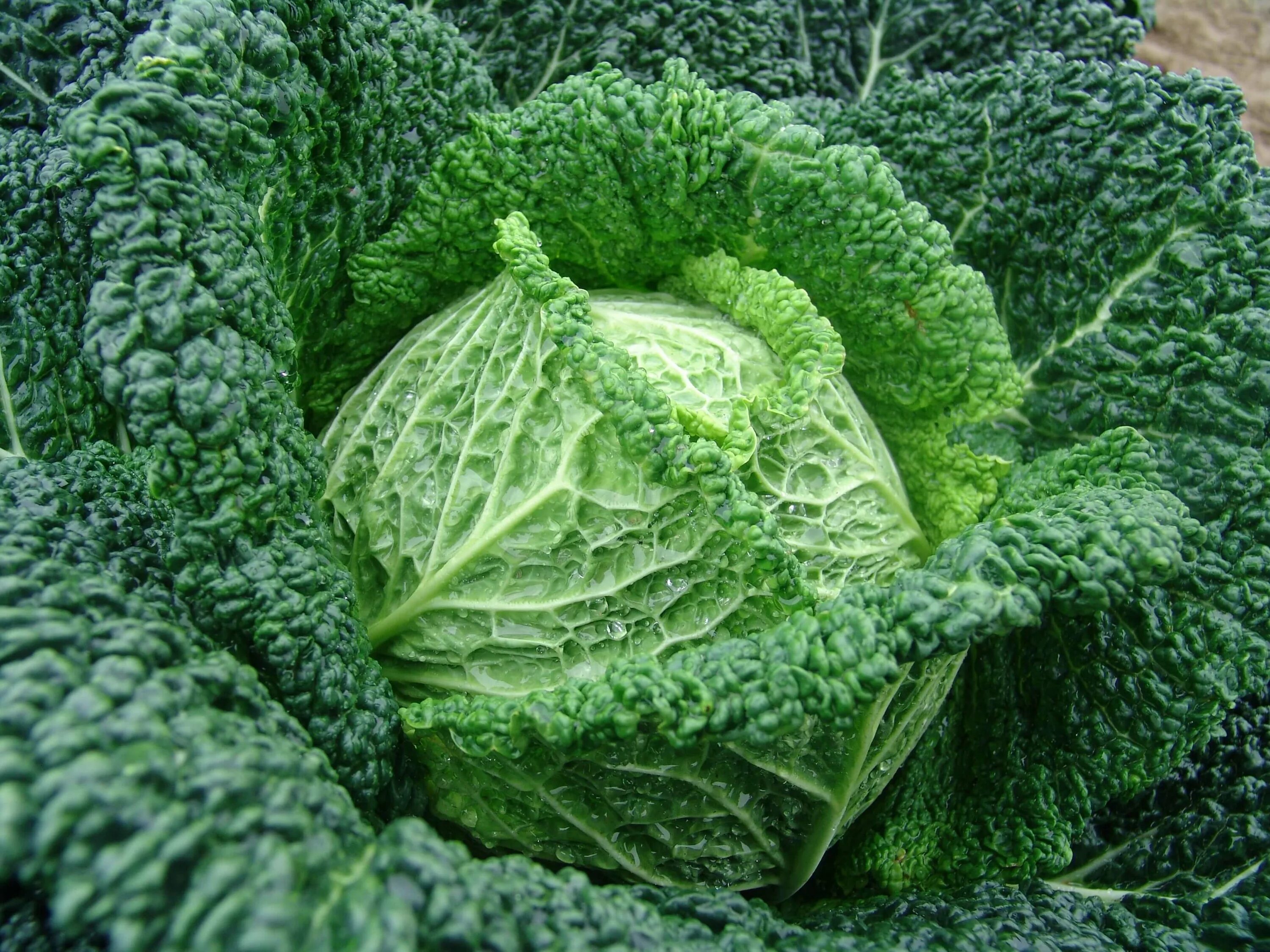 Healthy savoy cabbage free image download
