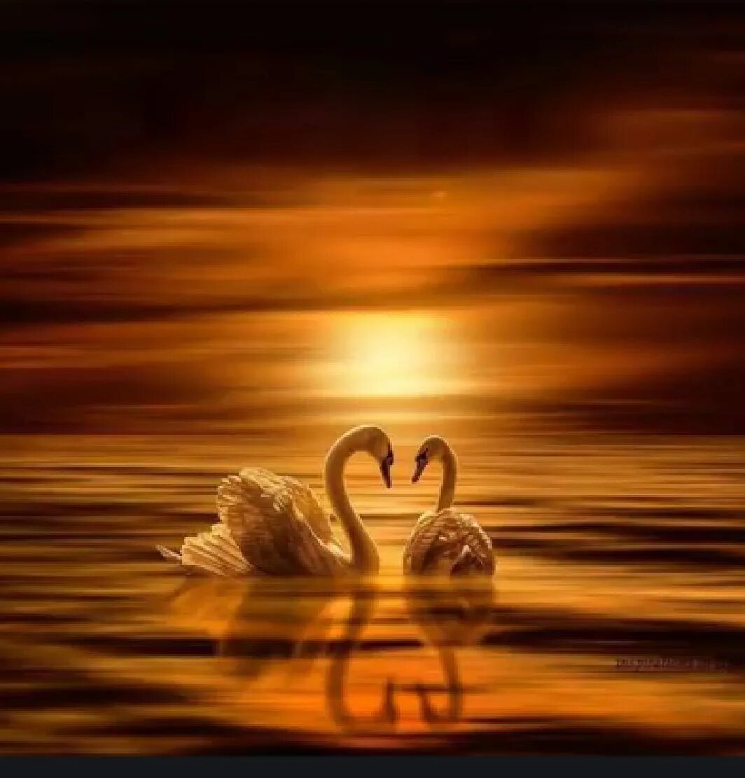 Красивые лебеди. Любовь и лебеди. Лебеди сердце. Два лебедя на закате.