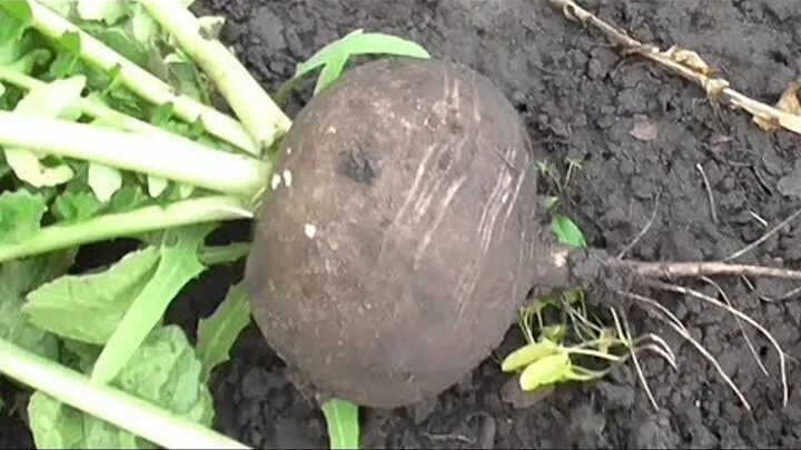 В каком месяце сажают редьку. Когда сажать редьку. когда сажают редьку в открытый грунт семенами. как и когда сажать дайкон в открытый грунт семенами весной.
