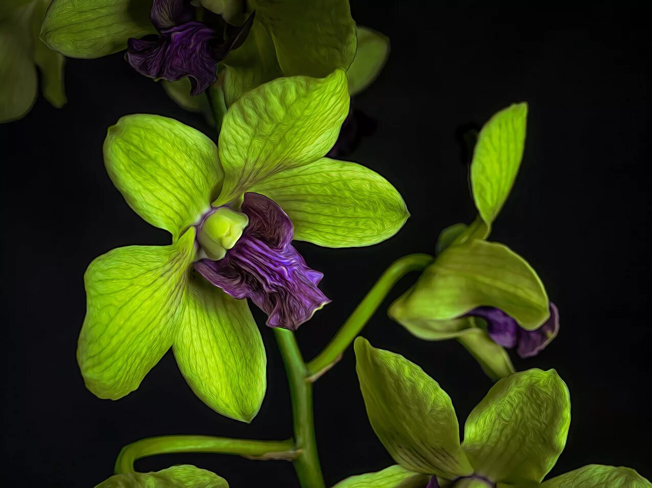 орхидеи зеленого цвета. орхидея фаленопсис. орхидея фисташка. орхидея пафиопедилум зеленый. фаленопсис lime.