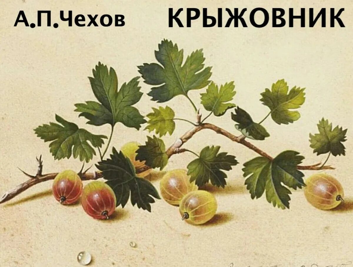Подробное краткое содержание крыжовник. Толстой ветка крыжовника. крыжовник чехов арт. фёдора петровича толстого ветка крыжовника. крыжовник акварелью.
