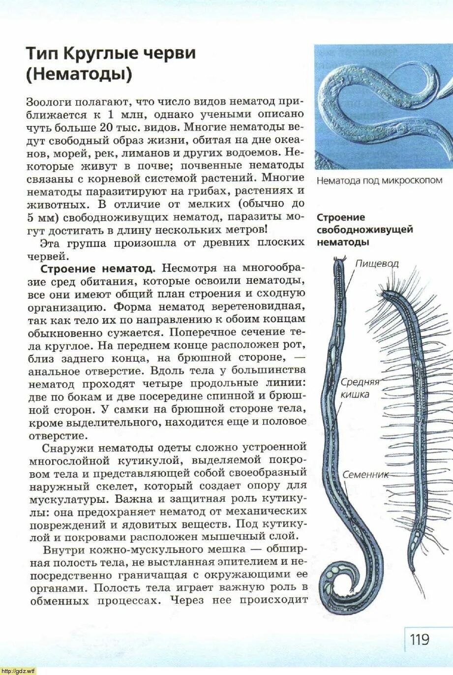 Тип круглые черви нематоды 7 класс. Круглые черви строение 7 класс биология. Тип круглые черви класс нематоды 7 класс. Круглые черви нематоды половая система.