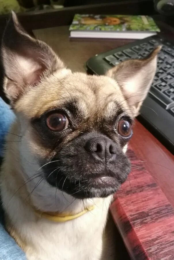 чихуа мопс. помесь мопса и чихуахуа. чихуа мопс. помесь чихуа и мопса. помесь мопса и чихуахуа.