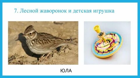 Какая птица носит