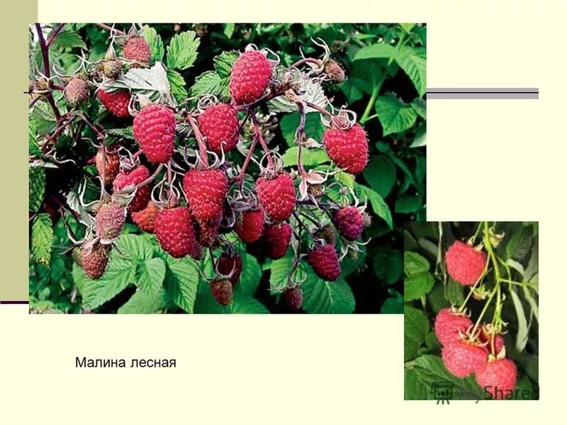 в каком ярусе растет лесная малина. растения второго яруса. в каком ярусе растет лесная малина. растения 1 яруса широколиственного леса. растения соснового леса по ярусам.