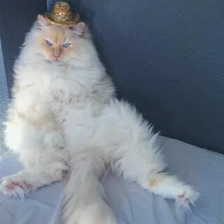Кот скай