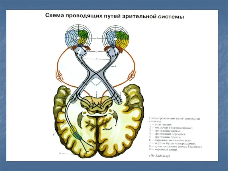 Проводящий рисунок. Схема проводящих зрительных путей. Схему проводящих путей зрительной сенсорной системы. Проводящие пути зрительного анализатора рисунок. Схема проводящих путей зрительной системы (по Бадаляну):.