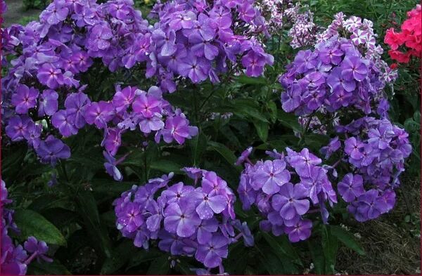 Флокс игорь тальков фото и описание Флокс 'Игорь Тальков' / Phlox 'Igor Talkov'