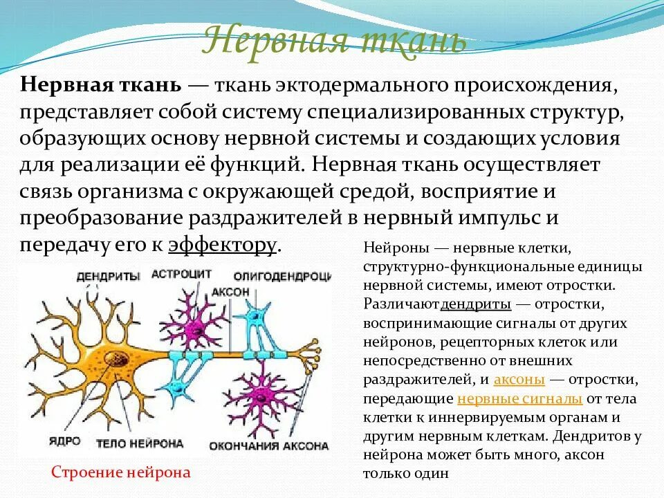 Какое свойство у нервной ткани. Нервная ткань строение и функции. Нервная ткань животного строение. Структура и функции нервной ткани. Нервная ткань животных особенности строения и функции.