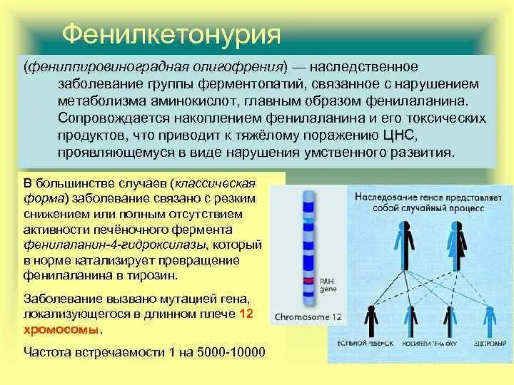 Фенилкетонурия генотип. Фенилкетонурия (фенилпировиноградная олигофрения). Фенилкетонурия классическая форма. Фенилкетонурия генетика.