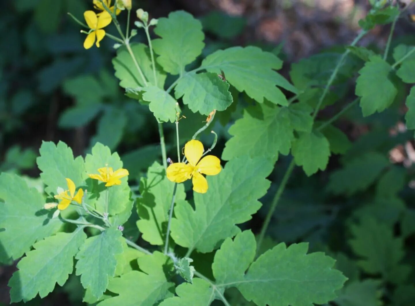 Чистотел в помощь. Chelidonium majus. чистотел растение. чистотел лесной. chelidonium. хелидониум (чистотел)..