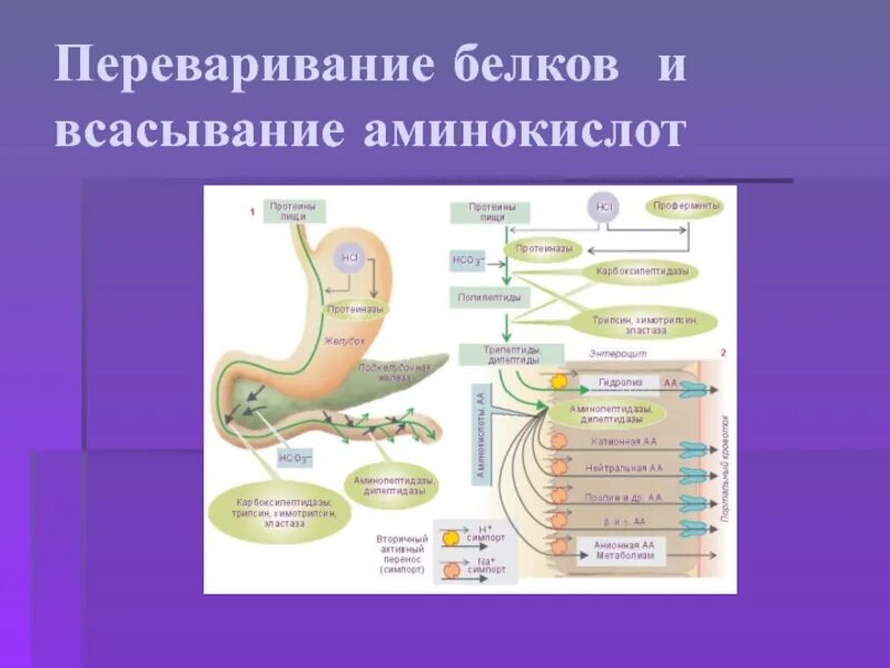 Где переваривание белков. Переваривание белков. Переваривание и всасывание белков. Переваривание белков и всасывание аминокислот. Переваривание белков в ЖКТ И всасывание аминокислот..