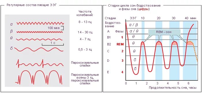 Ээг бодрствования. ЭЭГ сна. Электроэнцефалограмма фаз сна. Электроэнцефалограмма сна и бодрствования. Фазы и циклы сна.