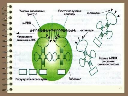 Кодон и антикодон в биосинтезе белка