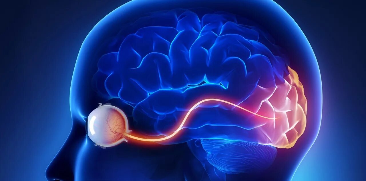 Тренировка мозга. Мозг в руках. Мозг и футбол. Зрение и мозг. Тренированный мозг.