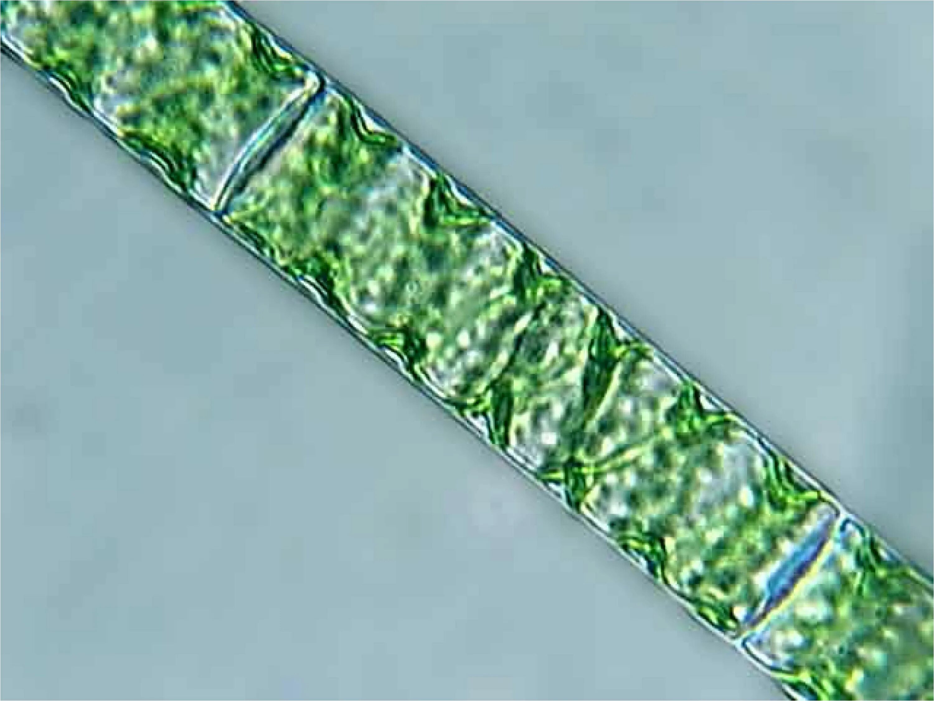 Спирогиру относят к. Спирогира водоросль. Нитчатая водоросль спирогира. Спирогира зеленая нитчатая водоросль. Спирогира в микроскопе.