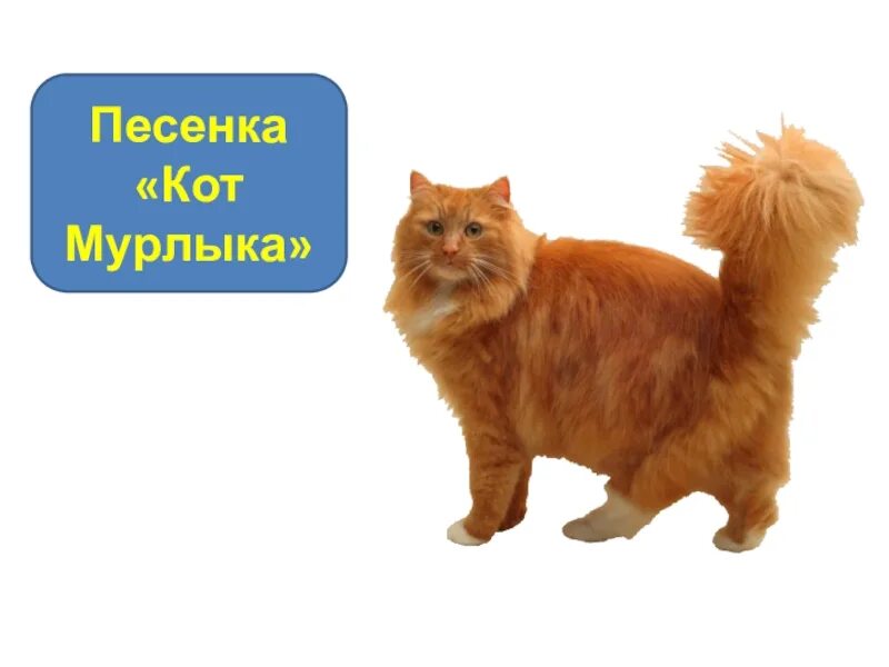 Кот Мурлыка. Рыжий кот Мурлыка. Кот Мурлыка текст. Песни кот Мурлыка. Слушать песенки про кота