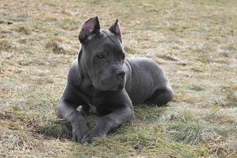 Собака серого цвета