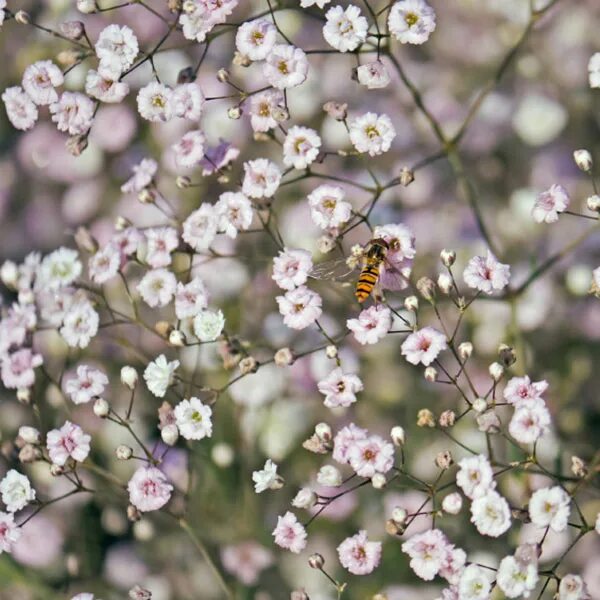 Blossom s breath. Гипсофила цветущая. Гипсофила тихоокеанская (gypsophila pacifica). Гипсофила цветок гипсофила. Blossom s breath.