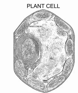 Define cell