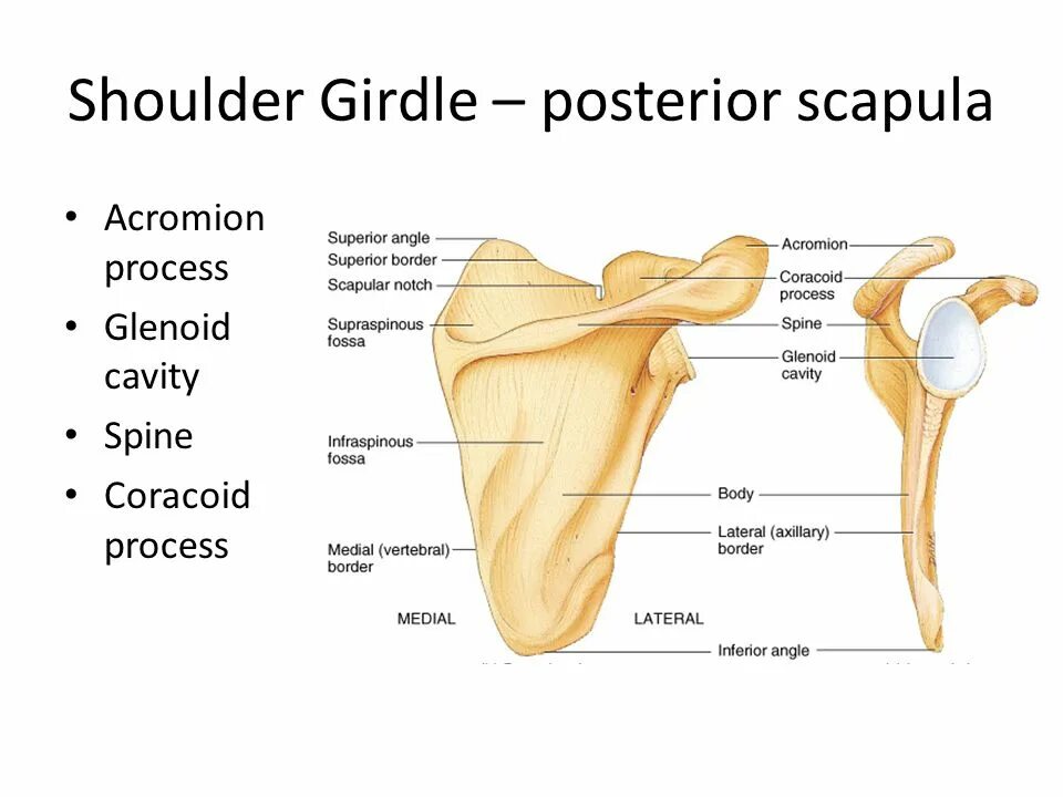 Acromion латынь. Коракоид у человека. Акромион анатомия строение. Scapulae. Acromion латынь.