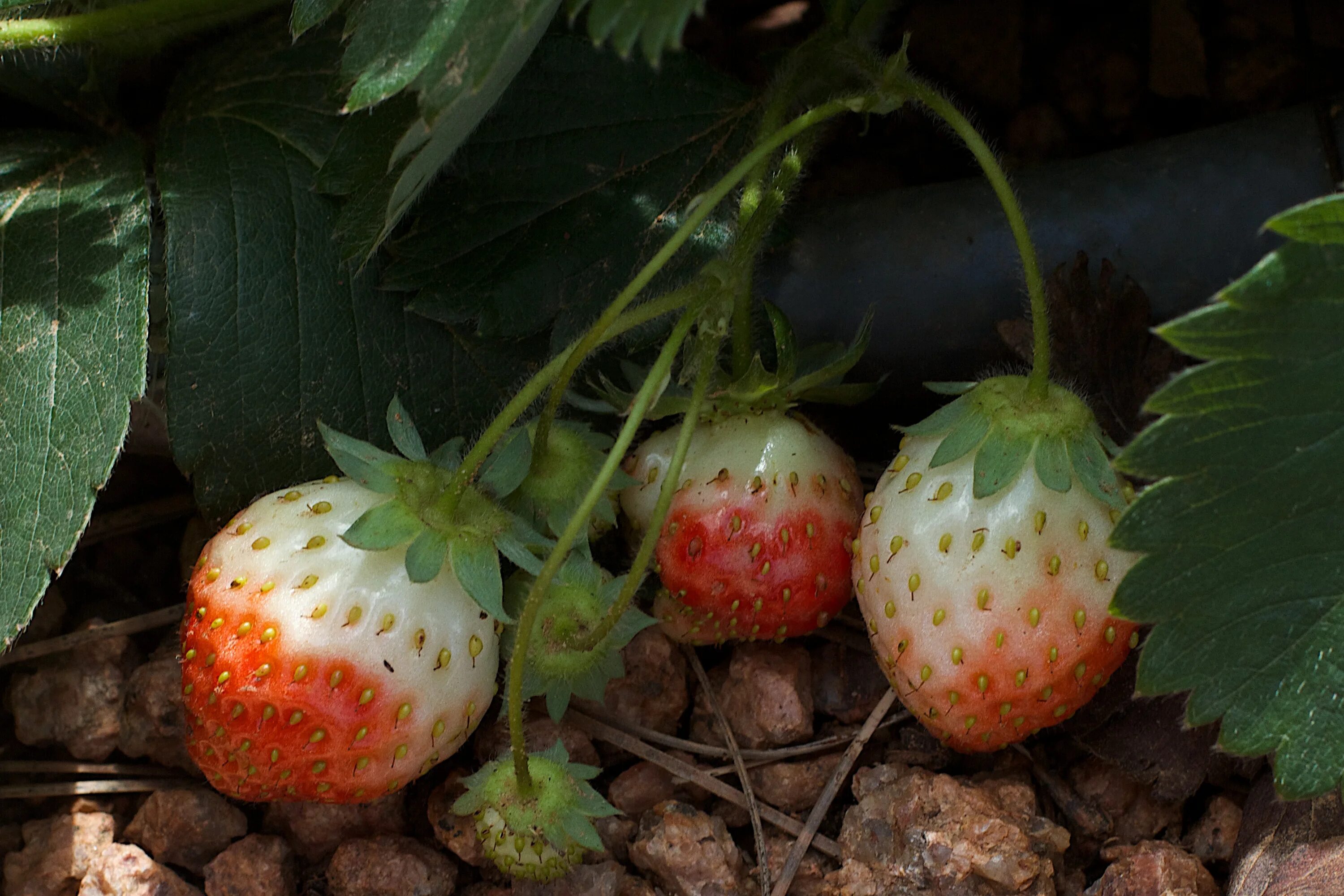 Клубника мускатная. Земляника зеленая Fragaria viridis duch.. Земляника мускатная. Клубника цветет.