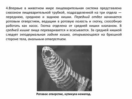 Кто имеет сквозную пищеварительную систему