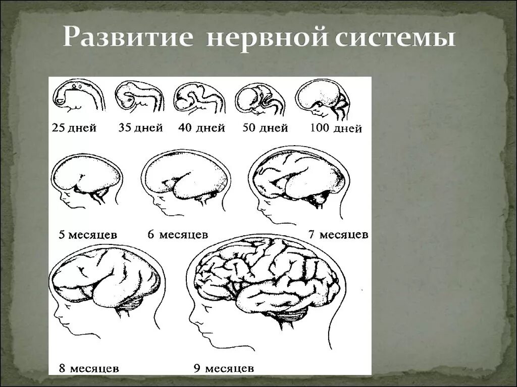 Развитие нервной системы и поведения. Развитие нервной сисит. Схема развития нервной системы. Этапы развития нервной системы у детей. Стадии формирования нервной системы.