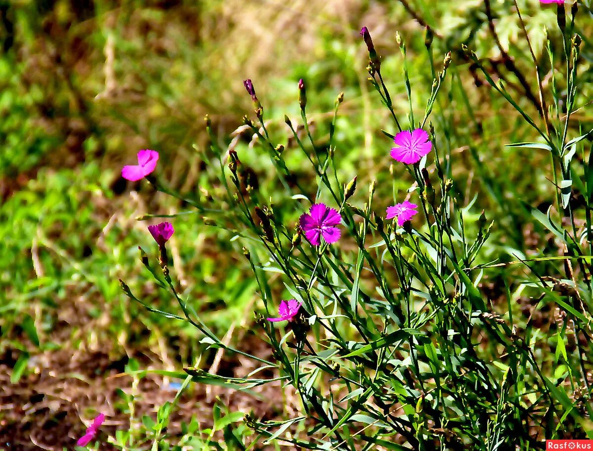 Лесные гвоздики. Гвоздика Фишера Dianthus fischeri Spreng.. Гвоздика травянка Лесная. Гвоздика Полевая. Гвоздика Полевая соцветие.