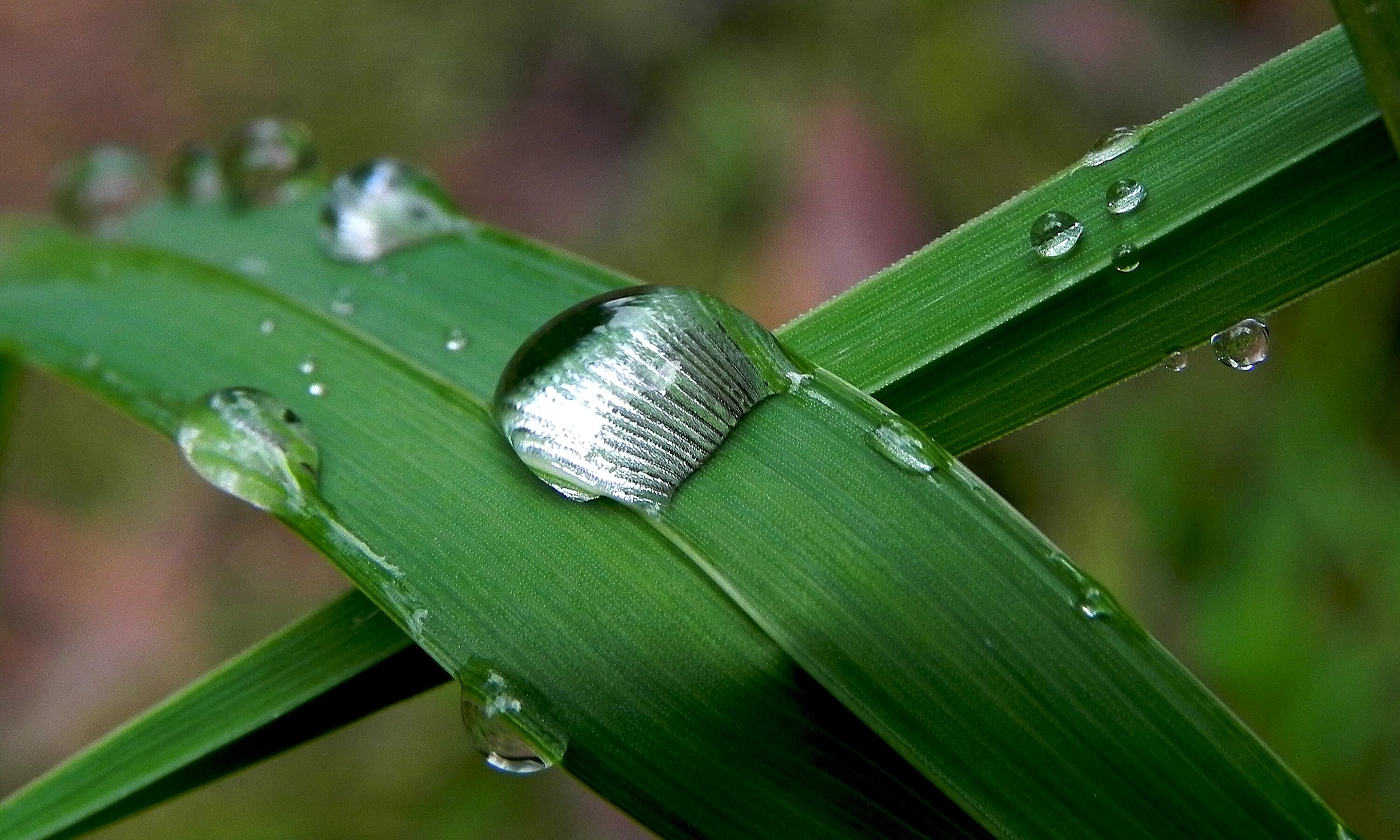 Роса на траве тире. Макрофотография древесная пыль на растениях. Lotus Leaf Dew.