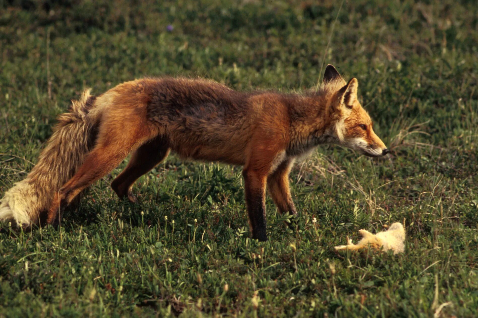 В какой природной зоне не встречается лисица. Обыкновенная лисица (vulpes vulpes). лисица курской области. лиса с добычей. охота лисы.