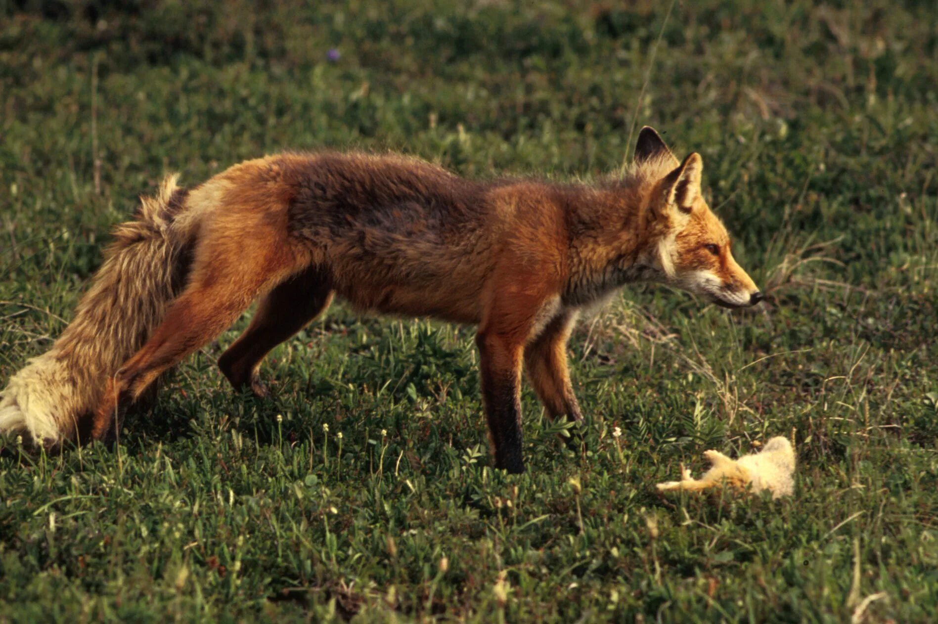 В какой природной зоне не встречается лисица. Обыкновенная лисица (Vulpes Vulpes). Лисица Курской области. Лиса с добычей. Охота лисы.