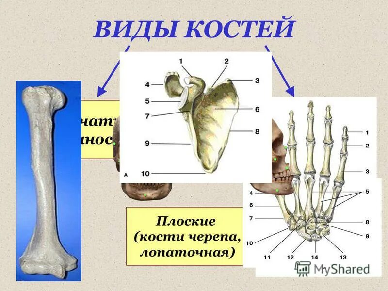 Запястные кости трубчатые. Плоская кость. Кости конечностей губчатые. Схема плоской кости.