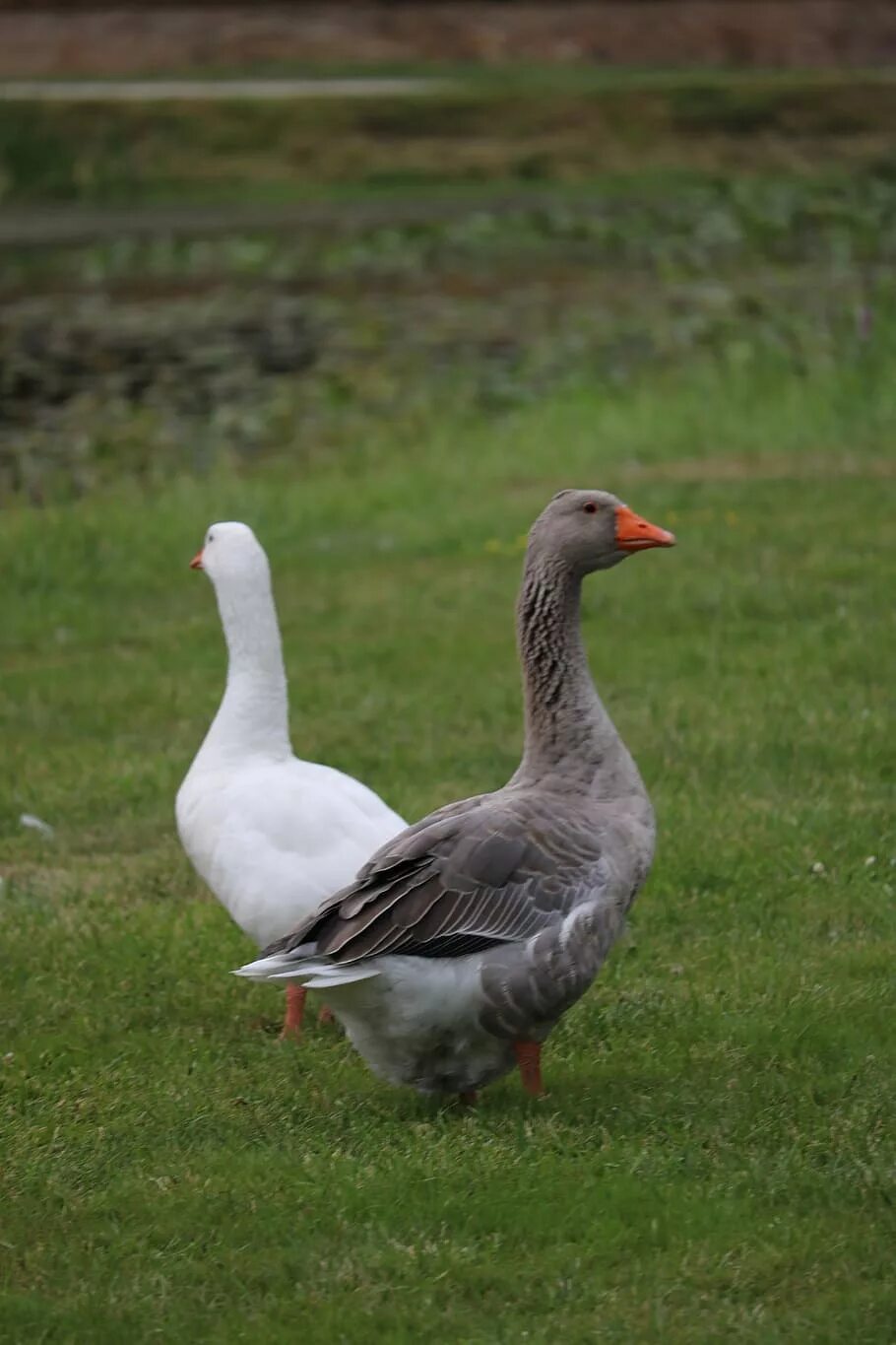 Два гуся. Гусь шадринский серый. Гуси серый белый. Гусь серый домашний. Серый гусь и белый гусь.