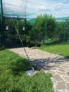 Станица натухаевская парк живой природы додо