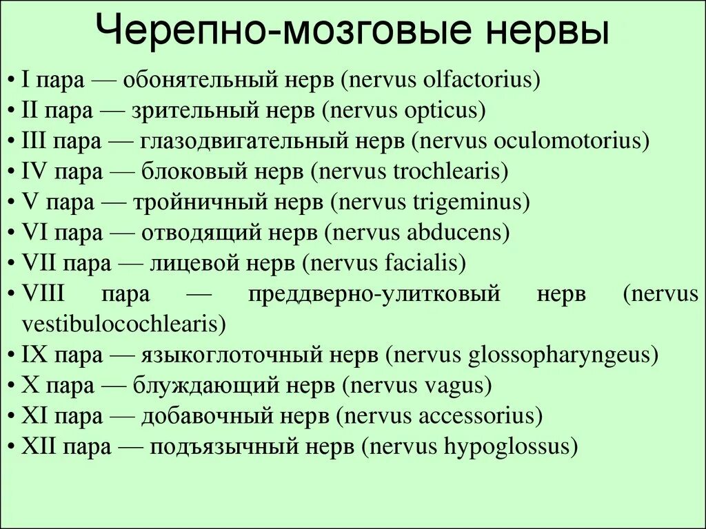 Черепные нервы нейроны. 12 Пар черепных нервов таблица. 12 Пар черепно мозговых нервов таблица. 12 Пар черепно мозговых нервов таблица неврология. Черепно-мозговые нервы 12 пар таблица.