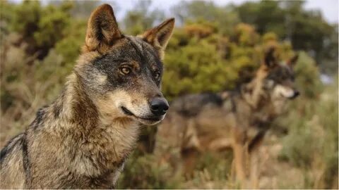 Stand wolf