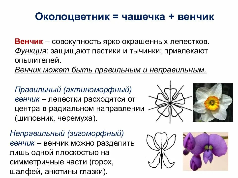 Функция венчика у цветка. Актиноморфный венчик. Функции венчика. Чашка + венчик околоцветник. Строение околоцветника венчик.