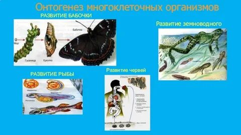 Развитие организма биология