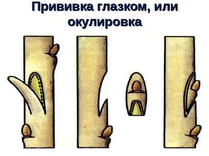 Прививка почкой растения